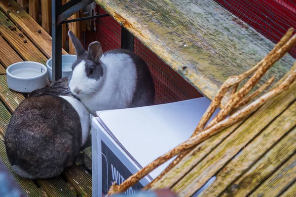 Two Rabbits Playing Houseboat Deck Leiden Netherlands — Stock Photo, Image