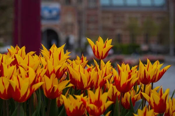 Színes Virágok Virágcserép Múzeum Területén Amszterdam Hollandia — Stock Fotó