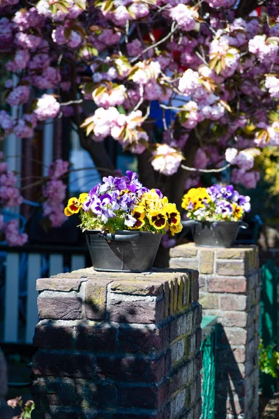 Albero Fiori Con Recinzione Mattoni Rossi — Foto Stock