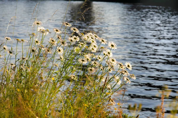 White Daisies Grass Canal Sunset — Foto Stock