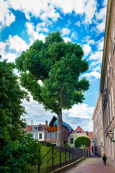 Lipca 2021 Leiden Holandia Chmurny Letni Dzień Wysokie Zielone Drzewo — Zdjęcie stockowe