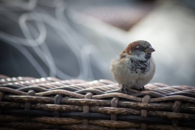 Kumsaldaki kafede neşeli bir serçe.