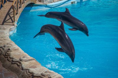 Mısır 'ın Hurghada kentindeki Delphinarium' da iki yunus mükemmel bir şekilde senkronize olarak sıçrıyor. Altlarında sıçramalar ve yakınlardaki havuzun üzerinde kıvrılan ahşap bir köprü var..