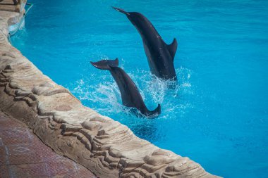Mısır 'ın Hurghada kentindeki Delphinarium' da iki yunus mükemmel bir şekilde senkronize olarak sıçrıyor. Altlarında sıçramalar ve yakınlardaki havuzun üzerinde kıvrılan ahşap bir köprü var..