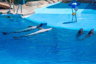 Dört yunus Hurghada 'daki Delphinarium' un kenarında yüzerken, iki yunus sırtüstü suyun üstünde yüzgeçleriyle yüzerken, iki yunus da kafalarını yüzey üzerinde şakacı bir şekilde dikizliyor..