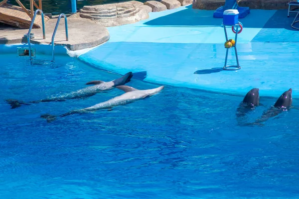 Dört yunus Hurghada 'daki Delphinarium' un kenarında yüzerken, iki yunus sırtüstü suyun üstünde yüzgeçleriyle yüzerken, iki yunus da kafalarını yüzey üzerinde şakacı bir şekilde dikizliyor..