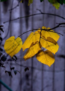 Altın sonbahar yaprakları ince dallardan nazikçe sarkıyor, Sırbistan 'ın Belgrad kentinde yumuşak ve sessiz bir arka planda parlayan ılık sarı tonları sakin bir mevsimlik anı yakalıyor.