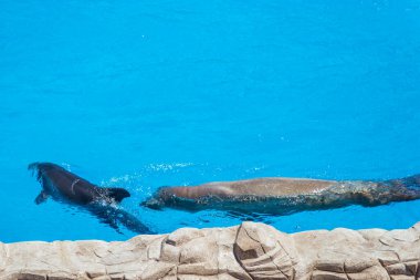 İki yunus, Delphinarium 'daki parlak mavi bir havuzda yan yana süzülüyor. Kara sırtları yüzeyi kesiyor. Dalgacıklar, gün ortası aydınlığı altında suni kaya kenarı boyunca yayılıyor.