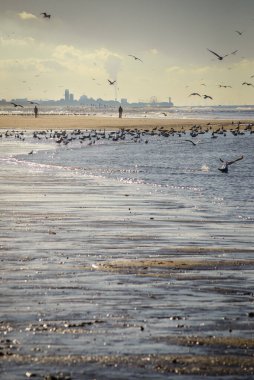 Katwijk, Hollanda - İnsanlar kıyı şeridi boyunca yürürken, martılar sığ bir sahilde toplanıyor ve uçuyor, ufukta şehrin ufuk çizgisi ve dönme dolap görünüyor.