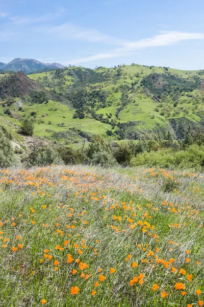 Пейзаж Поппи в Калифорнии — стоковое фото