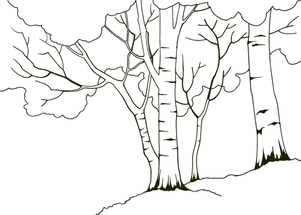 Four birch trees in summer — Stock Illustration Four birch trees in summer Stock Illustration