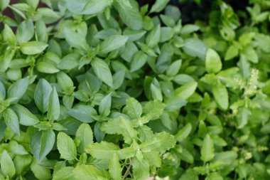 Reyhan doğal yeşil yaprakları olduğunu