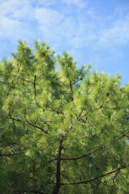 gökyüzünde bulanık çam ağacı