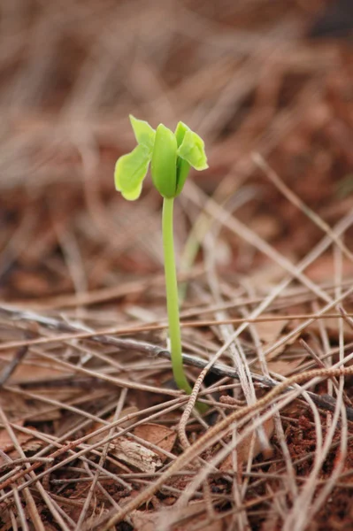 Growing seed close up — Stock Photo, Image