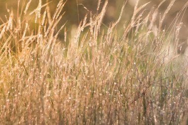 Tonlama, gün batımı, yumuşak güneş ışınları, sıcak çimlere vahşi alanının lens 