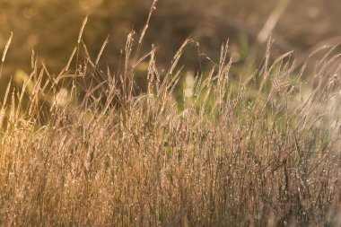 Tonlama, gün batımı, yumuşak güneş ışınları, sıcak çimlere vahşi alanının lens 