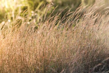 Tonlama, gün batımı, yumuşak güneş ışınları, sıcak çimlere vahşi alanının lens 