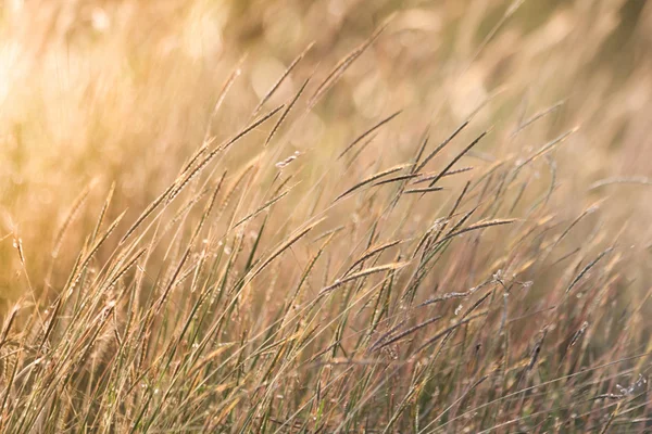 Campo di erba selvatica al tramonto, raggi di sole morbidi, tono caldo, lente — Foto Stock