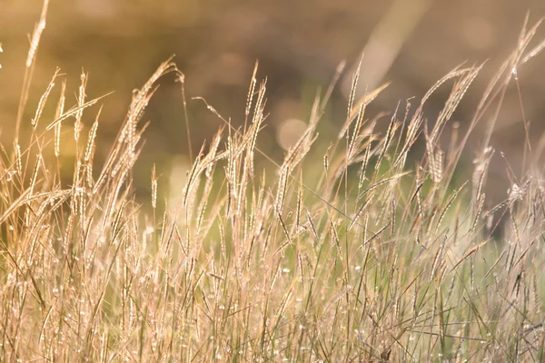 Tonlama, gün batımı, yumuşak güneş ışınları, sıcak çimlere vahşi alanının lens 