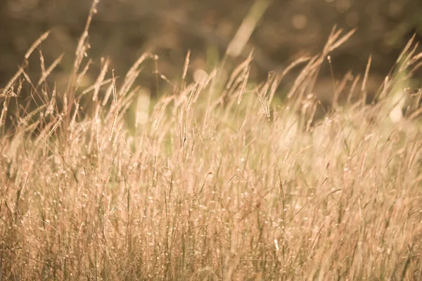 Campo di erba selvatica al tramonto, raggi di sole morbidi, tono caldo, lente — Foto Stock