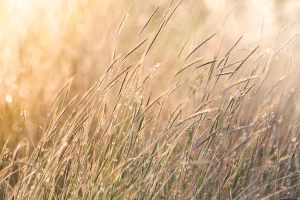 Campo di erba selvatica al tramonto, raggi di sole morbidi, tono caldo, lente — Foto Stock