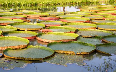 Yeşil lotus yaprağı