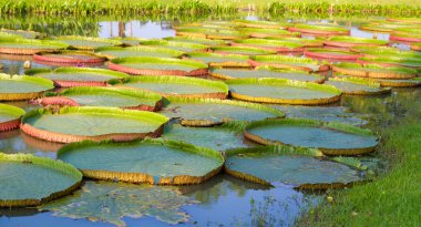 Yeşil lotus yaprağı