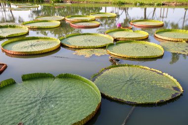 Yeşil lotus yaprağı