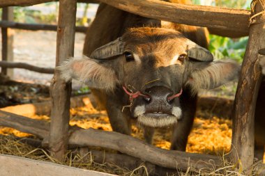 gün batımı ile corral Asya Buffalo'da
