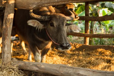 gün batımı ile corral Asya Buffalo'da