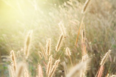 Tonlama, gün batımı, yumuşak güneş ışınları, sıcak çimlere vahşi alanının lens 