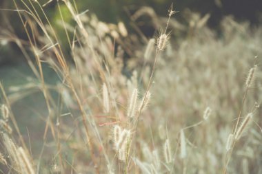 Tonlama, gün batımı, yumuşak güneş ışınları, sıcak çimlere vahşi alanının lens 