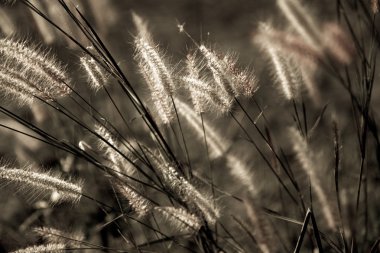 Tonlama, gün batımı, yumuşak güneş ışınları, sıcak çimlere vahşi alanının lens 