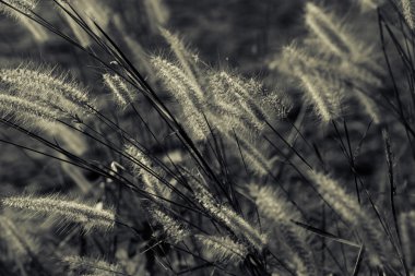 Tonlama, gün batımı, yumuşak güneş ışınları, sıcak çimlere vahşi alanının lens 