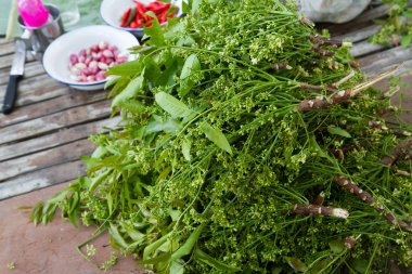 Azadirachta indica A. Juss. Var. Siamensis Valeton biber ile bir