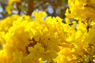 Tabebuia aurea çiçek