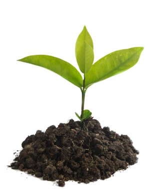 büyüyen yeşil Filiz 