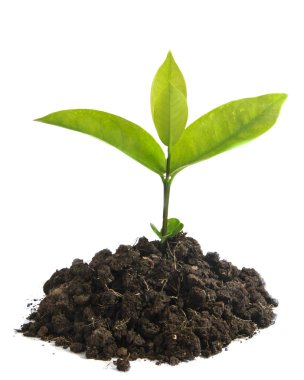 büyüyen yeşil Filiz 