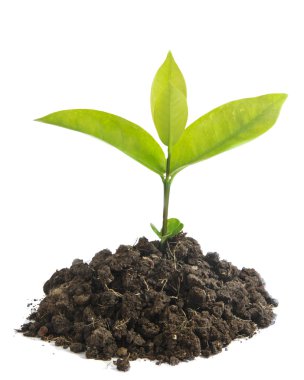 büyüyen yeşil Filiz 