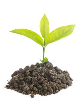 büyüyen yeşil Filiz 