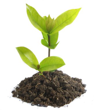 büyüyen yeşil Filiz 