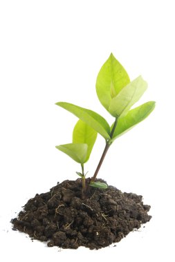 büyüyen yeşil Filiz 