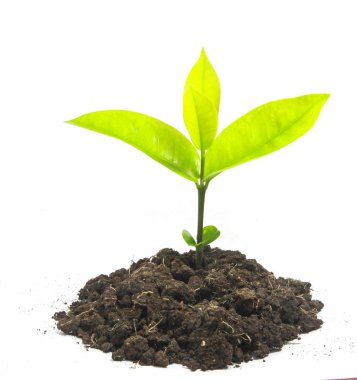 büyüyen yeşil Filiz 