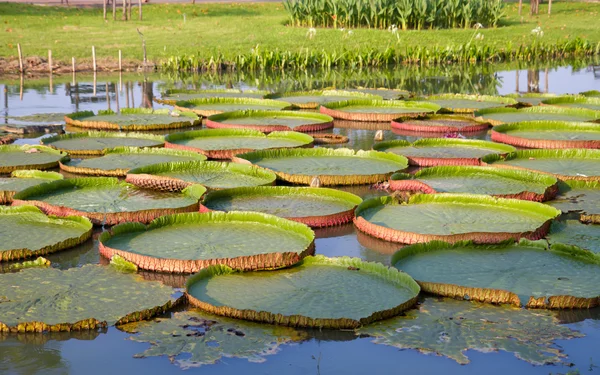 Gröna lotusblad — Stockfoto