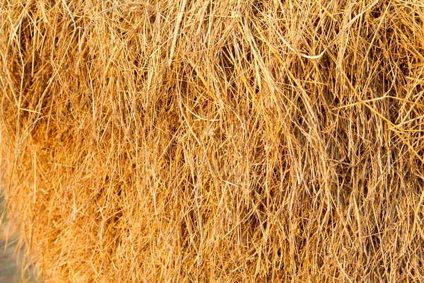 Yellow straw farm texture background — Stock Photo, Image