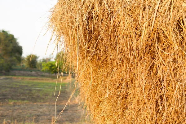Yellow straw farm texture background — Stock Photo, Image
