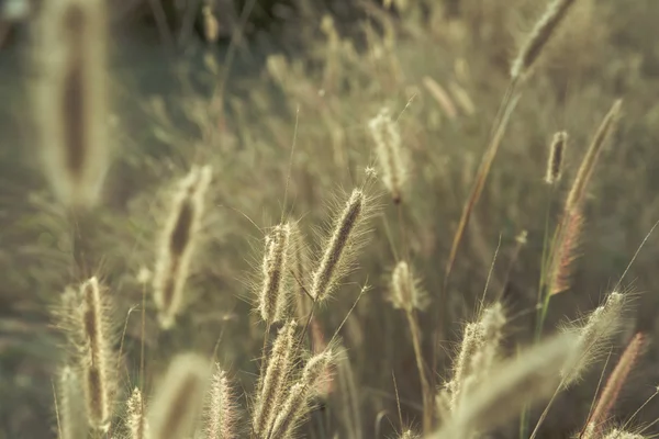 Campo di erba selvatica al tramonto, raggi di sole morbidi, tono caldo, lente — Foto Stock