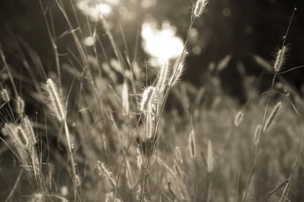 Wildes Grasfeld bei Sonnenuntergang, weiche Sonnenstrahlen, warme Tonung, Linse — Stockfoto