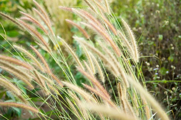 Дикое поле травы на закате, мягкие солнечные лучи, теплое тонизирование, линзы — стоковое фото