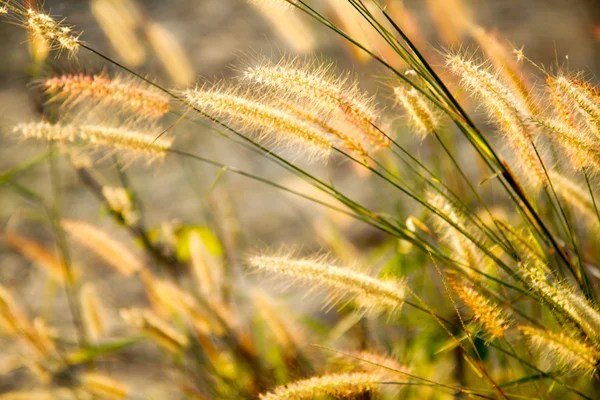 Wildes Grasfeld bei Sonnenuntergang, weiche Sonnenstrahlen, warme Tonung, Linse — Stockfoto